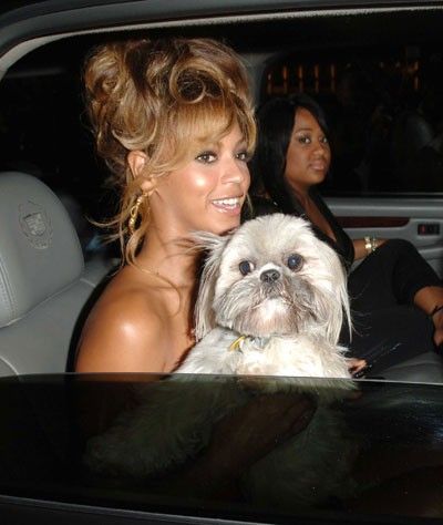 Beyonce sitting in the backseat with her Shih Tzu on her lap