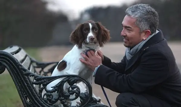 Cesar Millan with his Springer Spaniel dog sitting on the bench at the park