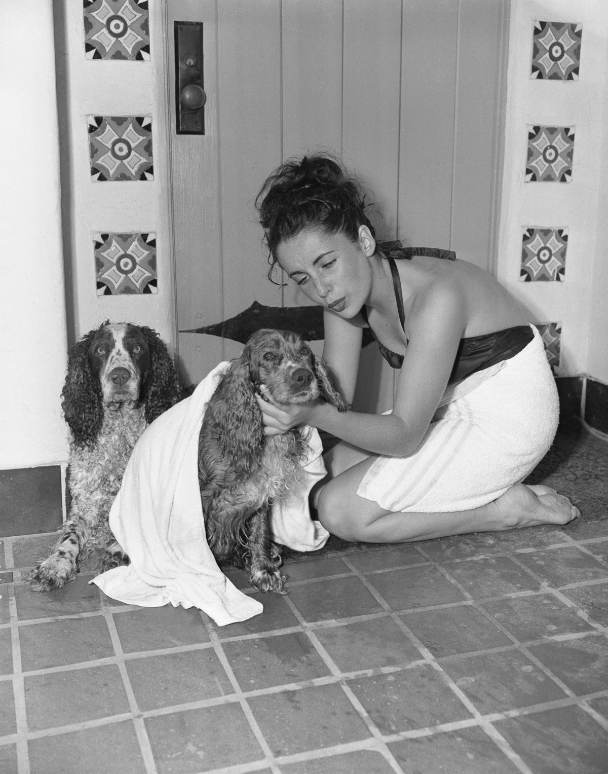 Elizabeth Taylor kneeling on the floor while drying her two Cocker Spaniels with a towel