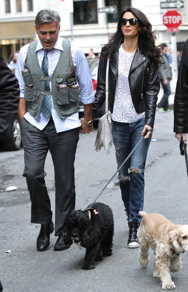 George Clooney along with a lady walking their two Cocker Spaniels