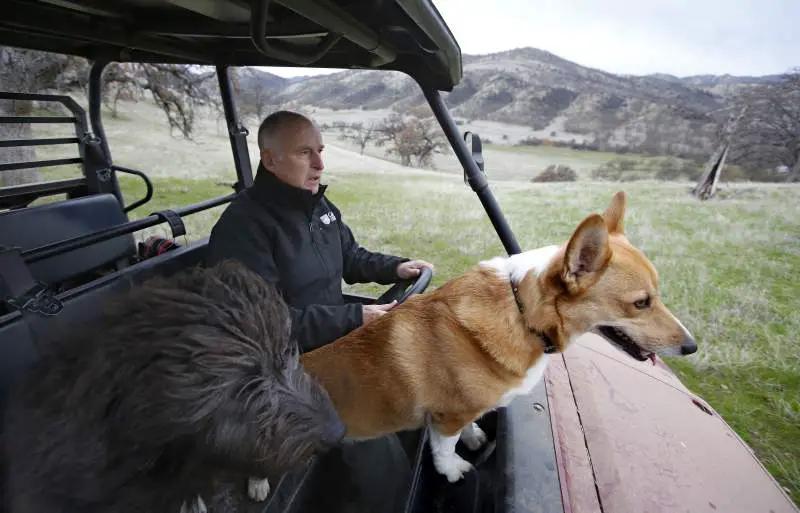 Jerry Brown inside the car with his Corgi and another dog
