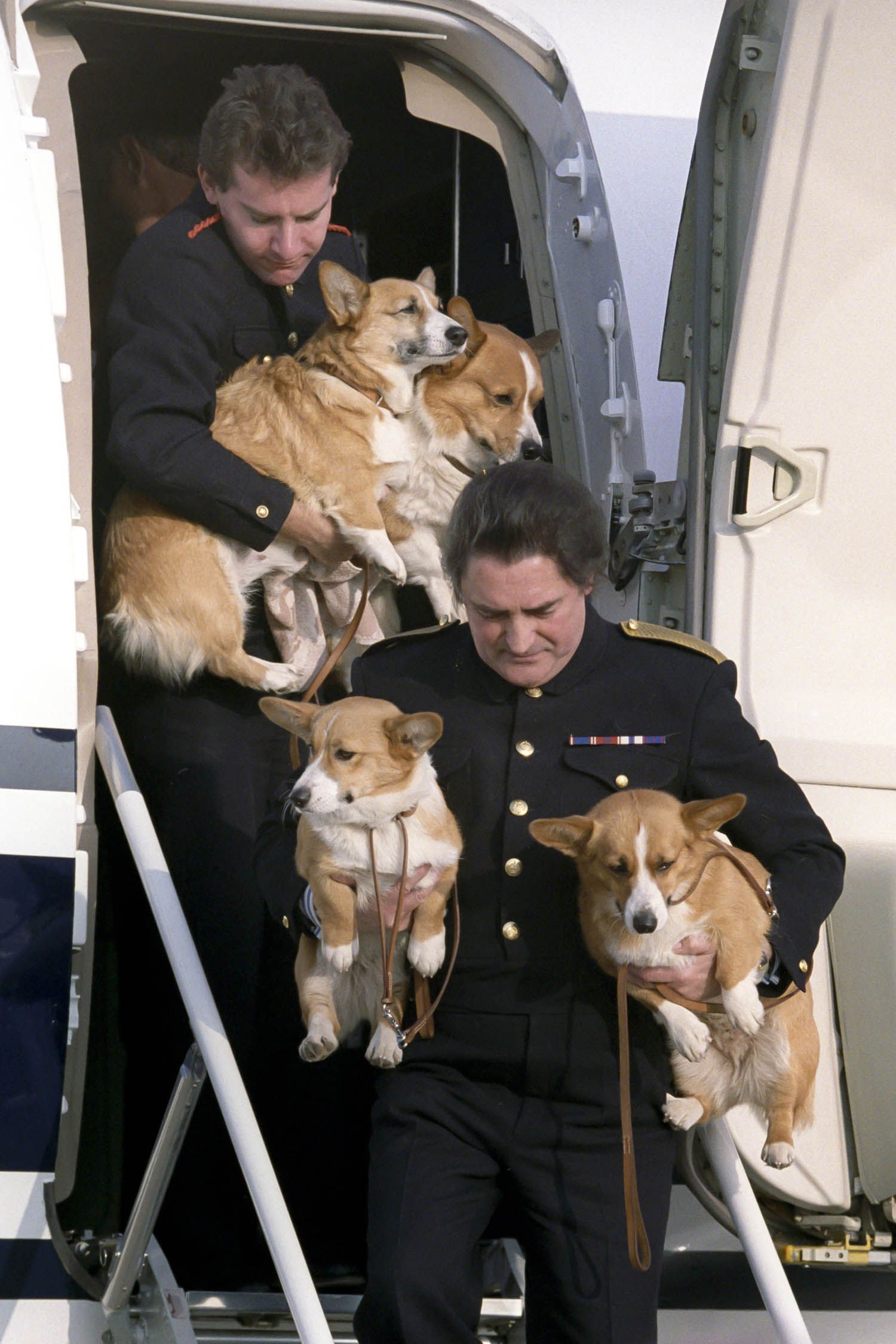 Queen Elizabeth II's corgis being held by her people to go outside the plane