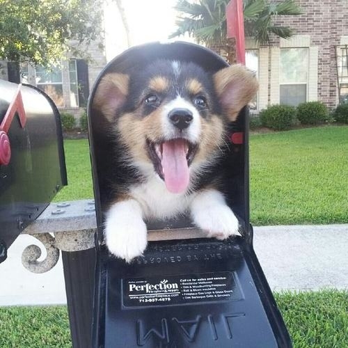 A Corgi puppy inside a mailbox
