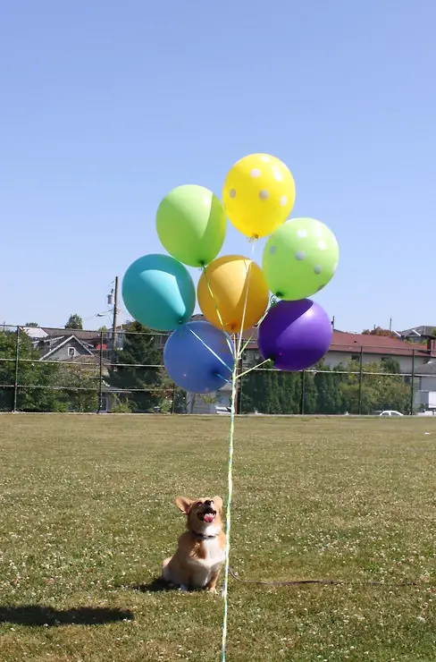 A Corgi sitting on the grass while looking up at the balloons in front if him at the park