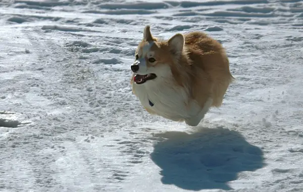 A Corgi running in snow
