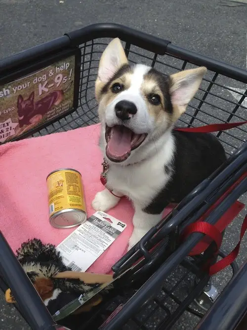 A Corgi sitting inside a push cart while smiling