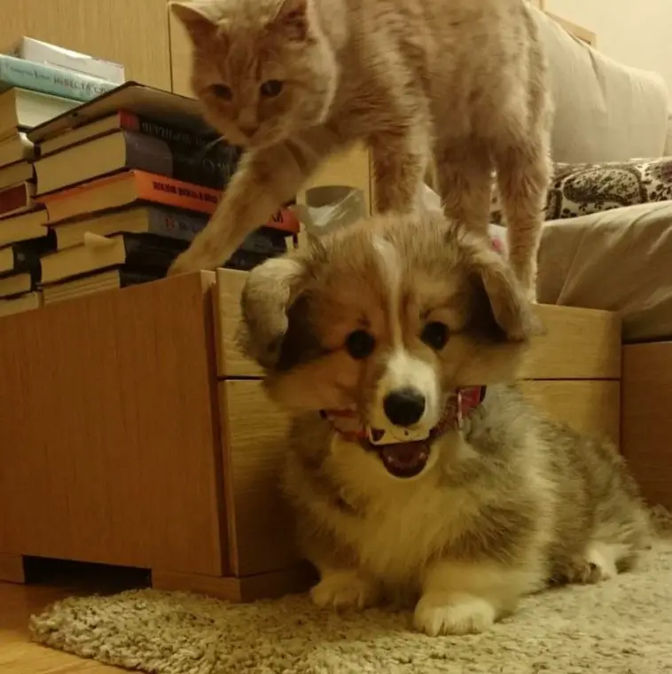 A Corgi lying on the floor with a toy in its mouth and a car walking on top of the drawer behind him
