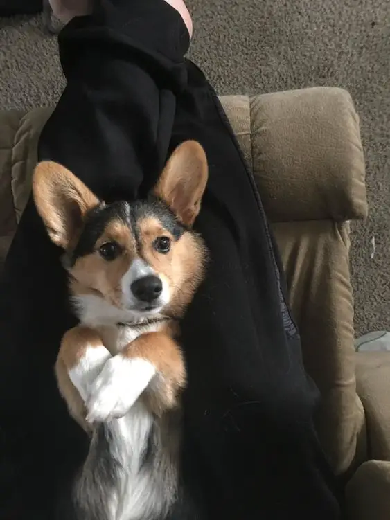 A Corgi lying on the lap of the person sitting on the chair