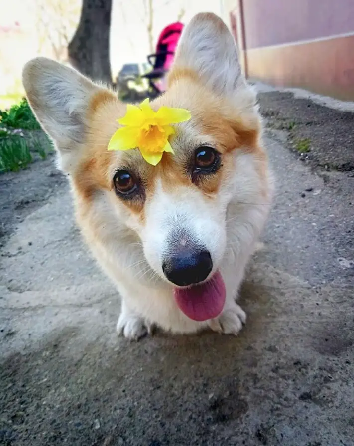 Corgi with a yellow flower on top of its forehead while standing on the pavement