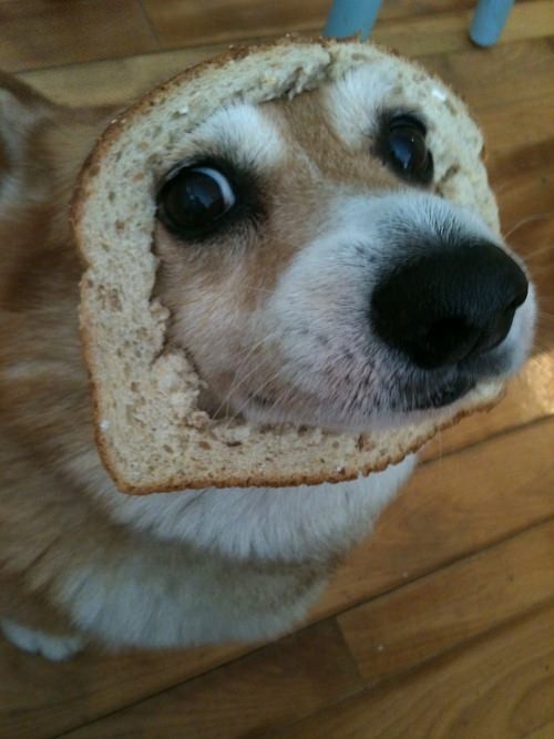 A Corgi sitting on the floor with bread on its face