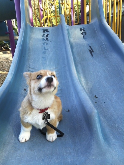 A Corgi puppy sliding in the playground