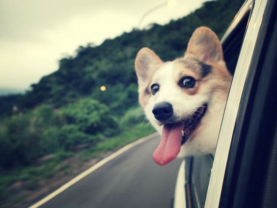 A Corgi in the backseat with its head out on window while on the road