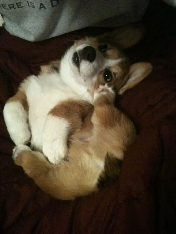 A Corgi puppy lying on lap of a person