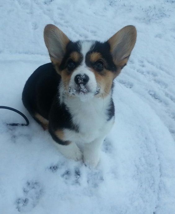 A Corgi puppy sitting on the snow