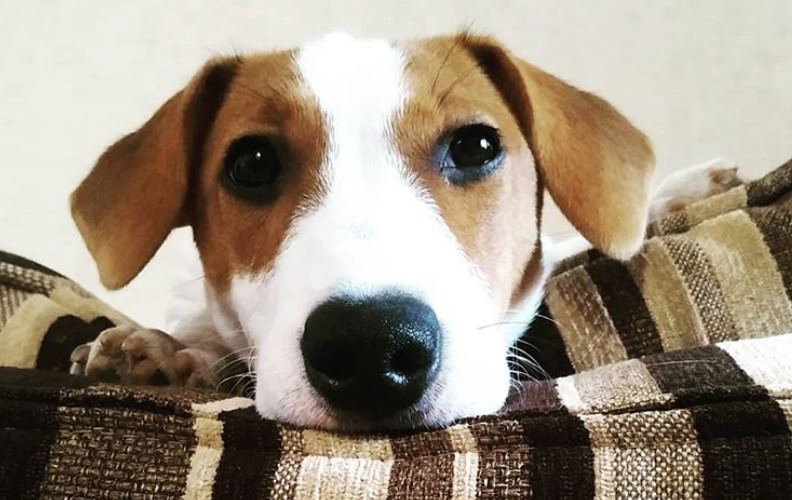 140 Crazy Dog Names The Paws 140-crazy-dog-names-the-paws