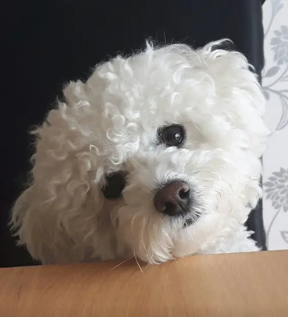 Bichon Frise face on the table
