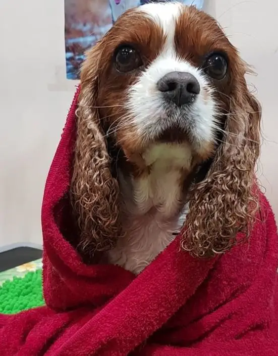 Cavalier King Charles Spaniel dog dog covered in towel fresh from bath