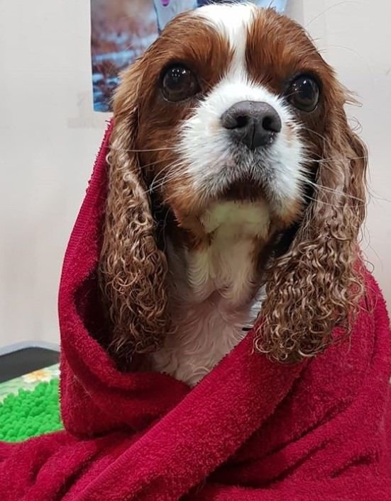 Cavalier King Charles Spaniel dog dog covered in towel fresh from bath