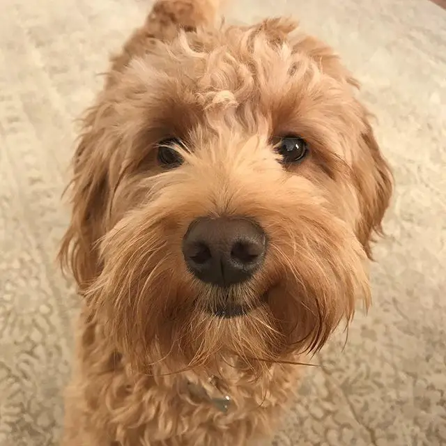 adorable smiling face of a Goldendoodle