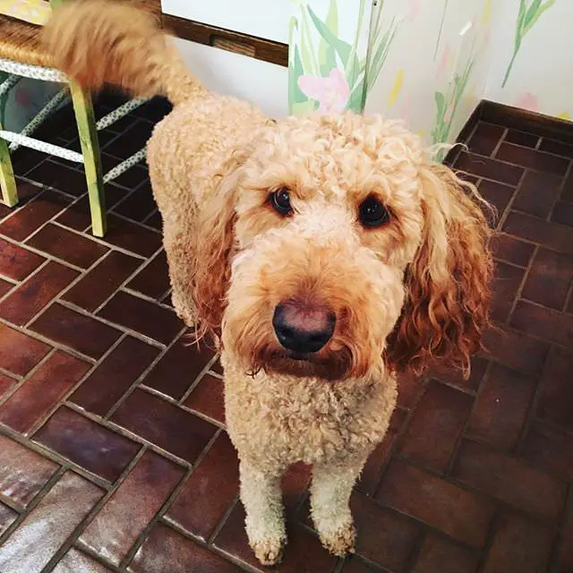 Goldendoodle standing on the floor with its begging face