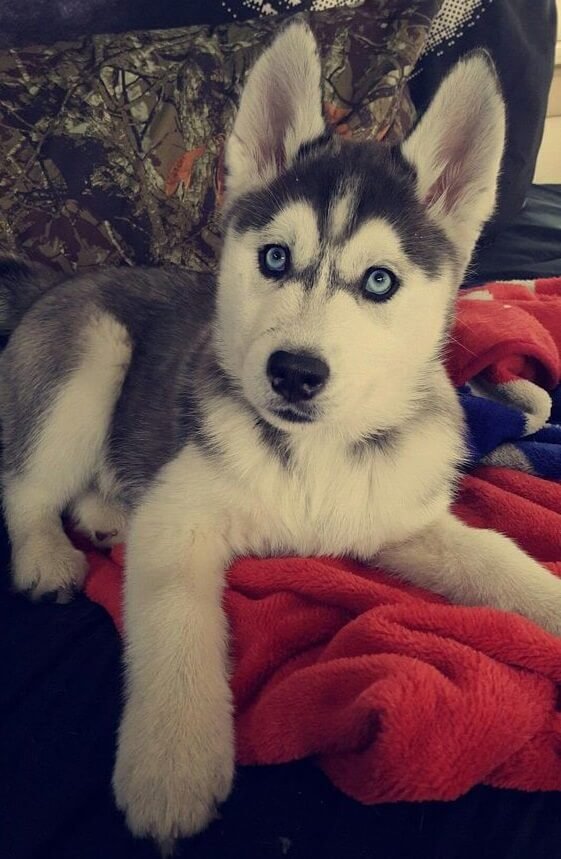 A Husky puppy lying on the couch on top of its blanket