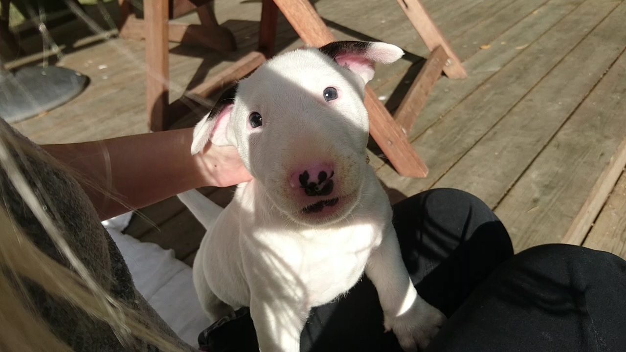 adorable English Bull Terrier on a woman's lap