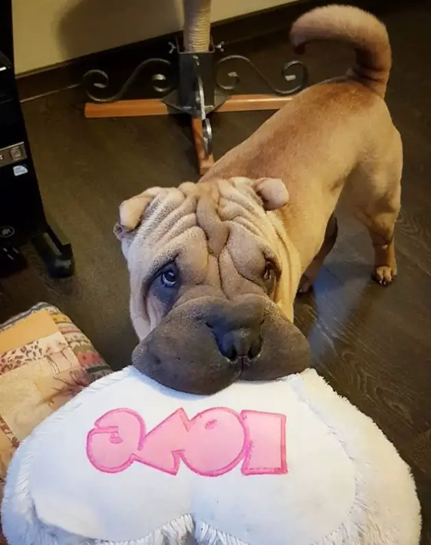 Shar-Pei biting the heart pillow while staring at its owner with sad eyes