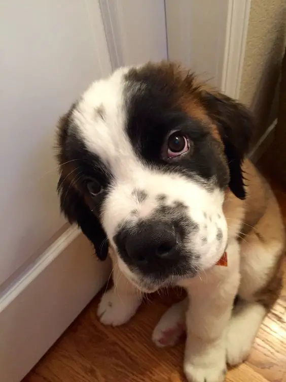 St Bernard puppy sitting on the floor while tilting its head