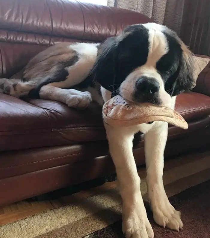 St Bernard dog sitting on the couch with a slipper in its mouth