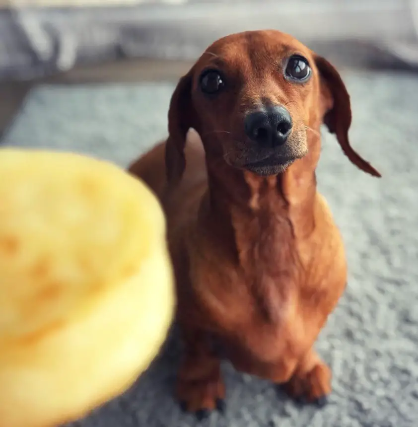 dachshund sitting on the floor while looking up with its begging eyes