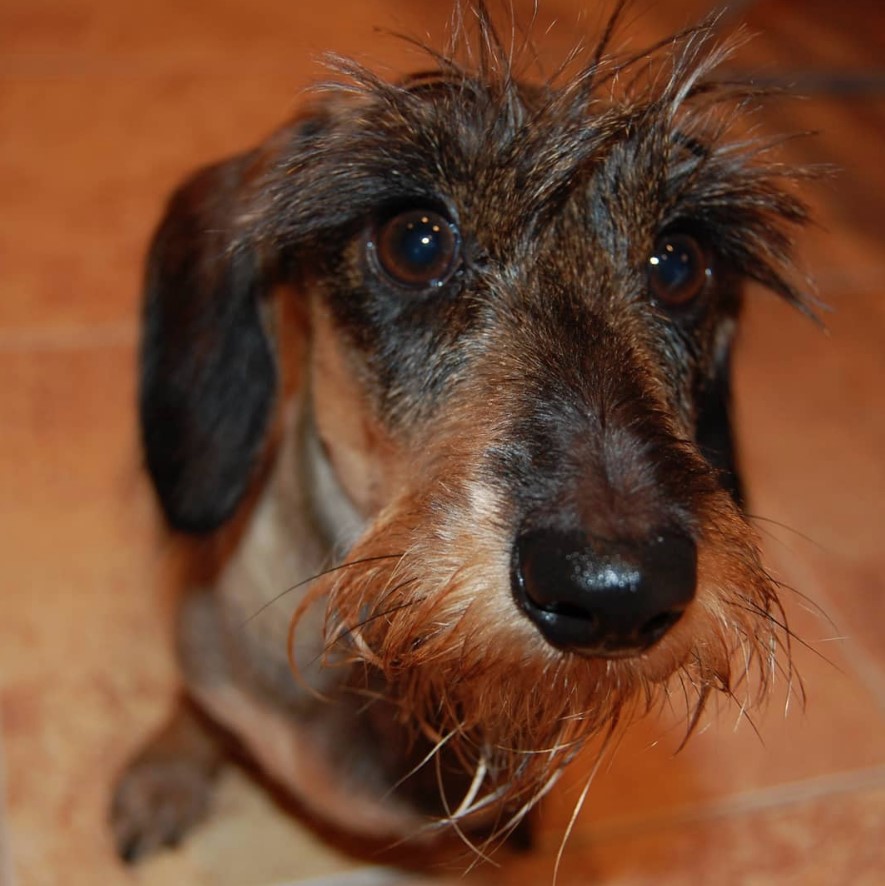 Dachshund sitting on the floor with its begging face