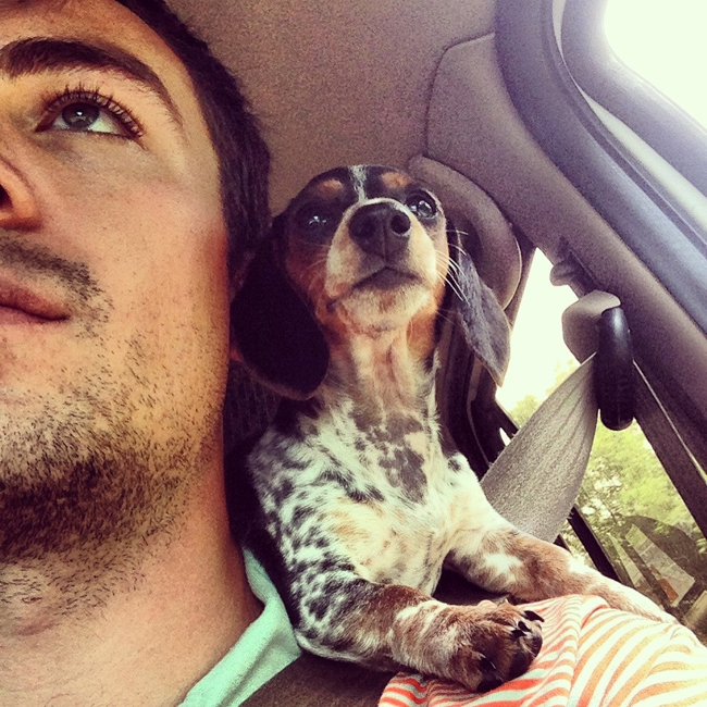 dapple Dachshund on a driving man's shoulder while also looking at the road