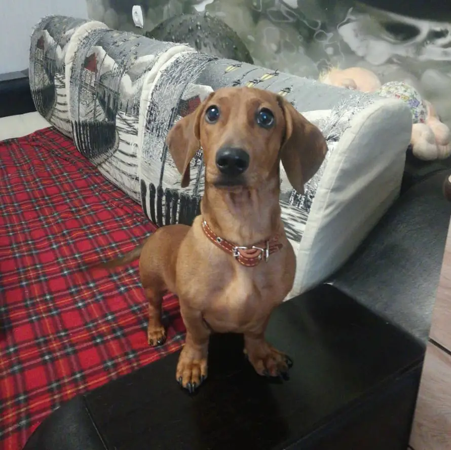 Dachshund standing up against the table while staring with its begging eyes