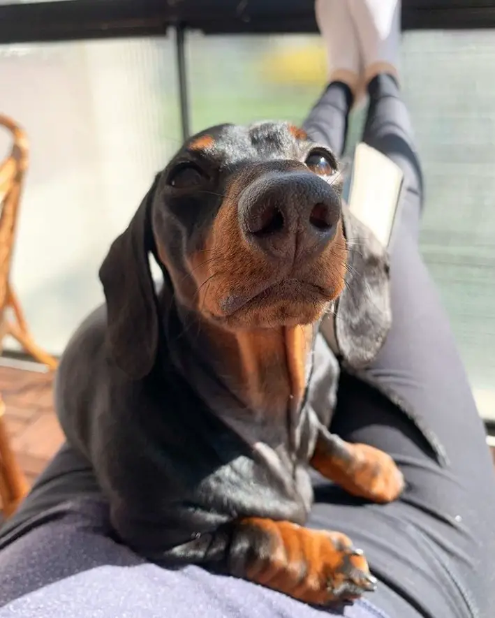 dachshund lying on top of the woman lap while looking up showing its big nose