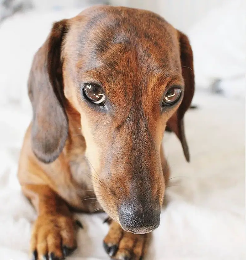 dachshund lying down on the bed while staring with its sad eyes