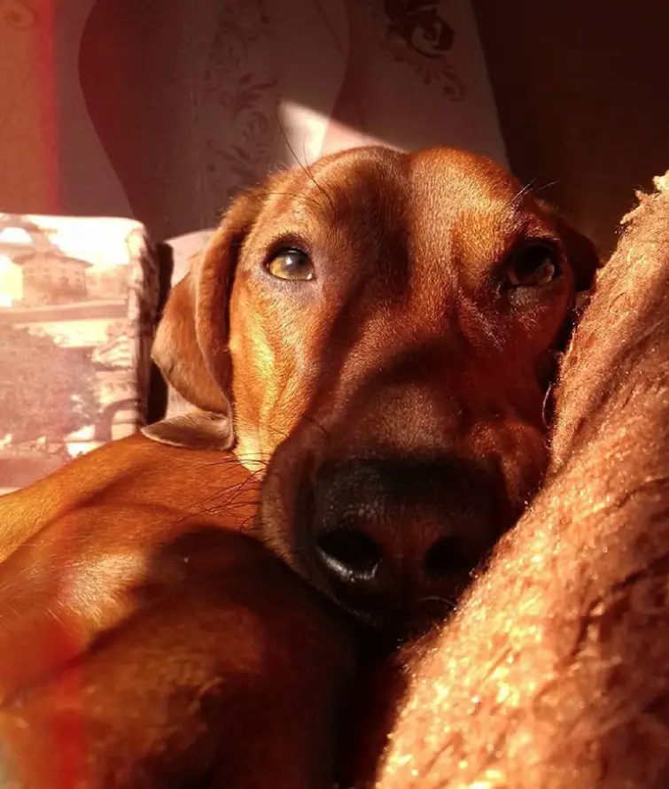 Dachshund lying on the couch under the sunlight