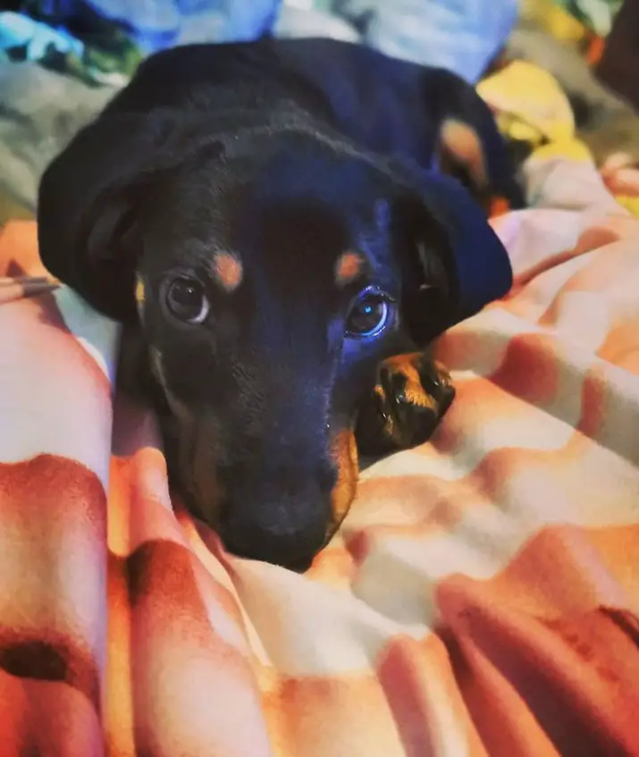 dachshund lying on the bed with its adorable face