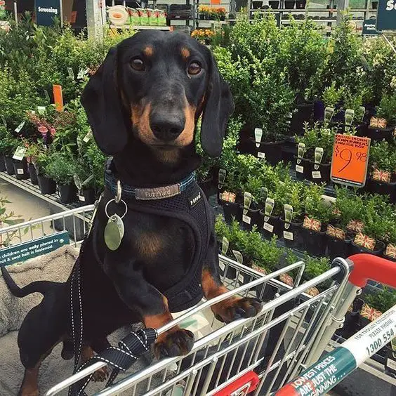 Dachshund standing up inside the push cart in the market