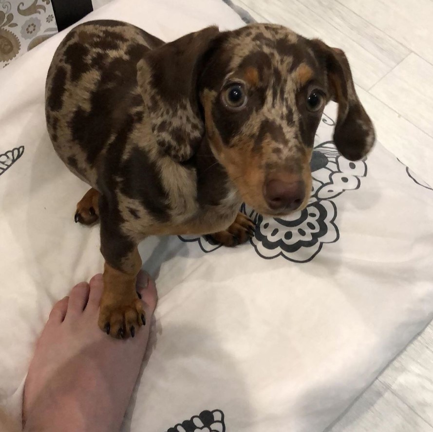 brown and cream dapple Dachshund giving a paw