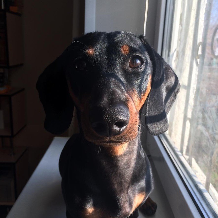 Dachshund sitting by the window sill
