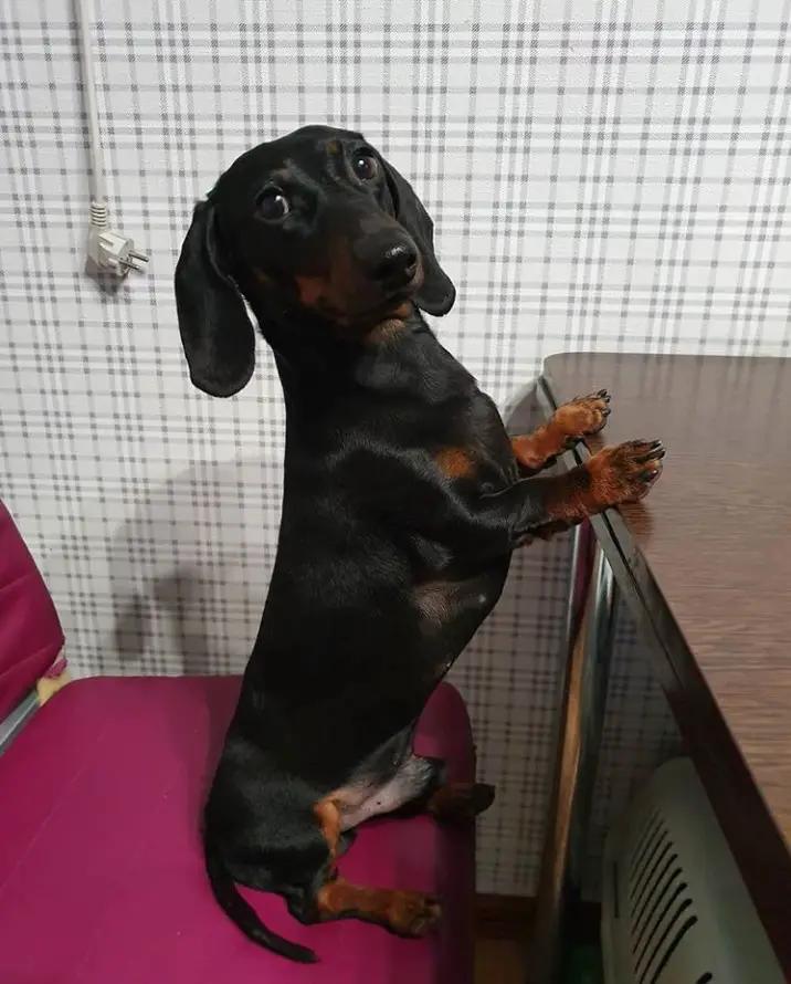dachshund sitting on the chair in front of the table