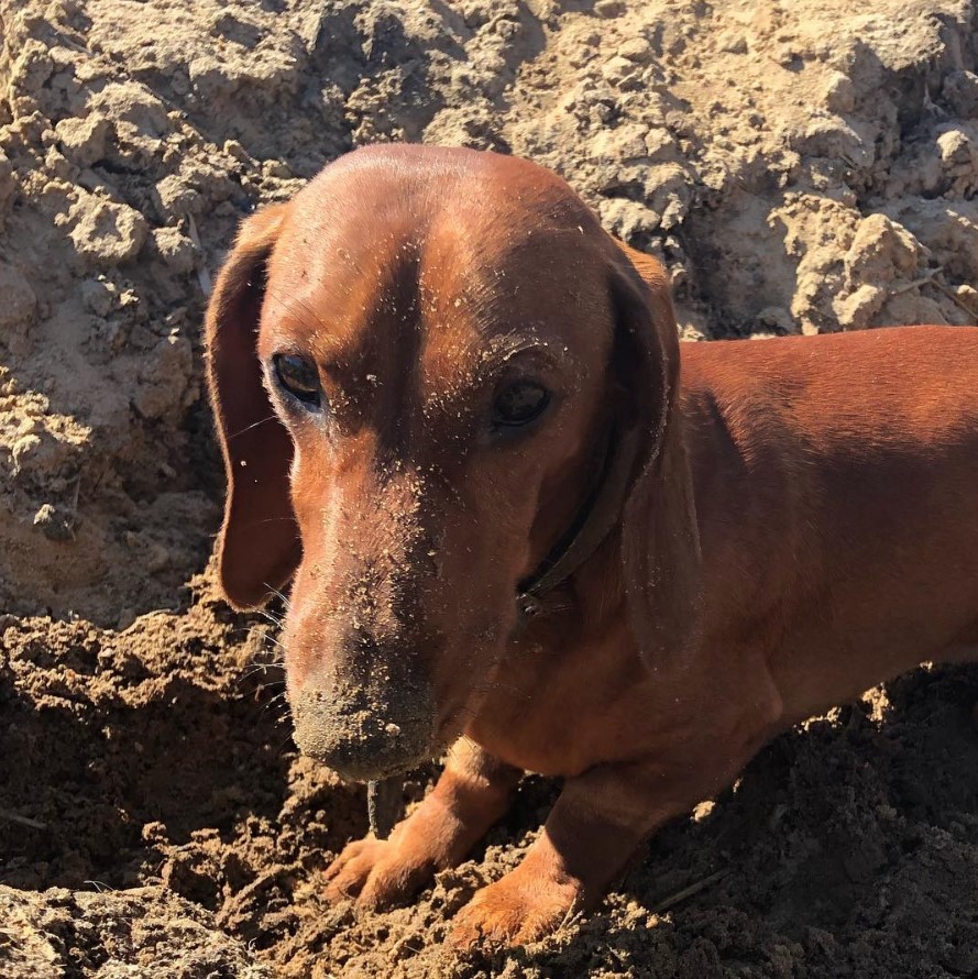 brown Dachshund in the sand