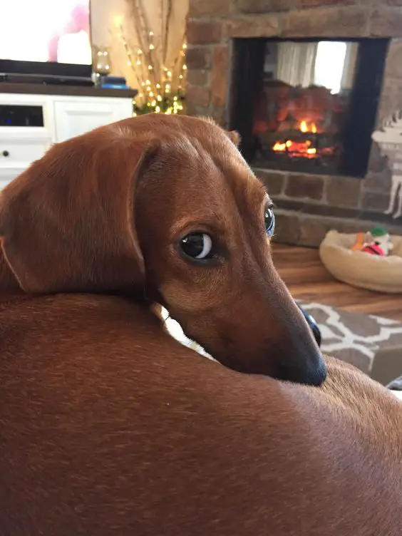 dachshund lying on the couch while looking back with its adorable eyes