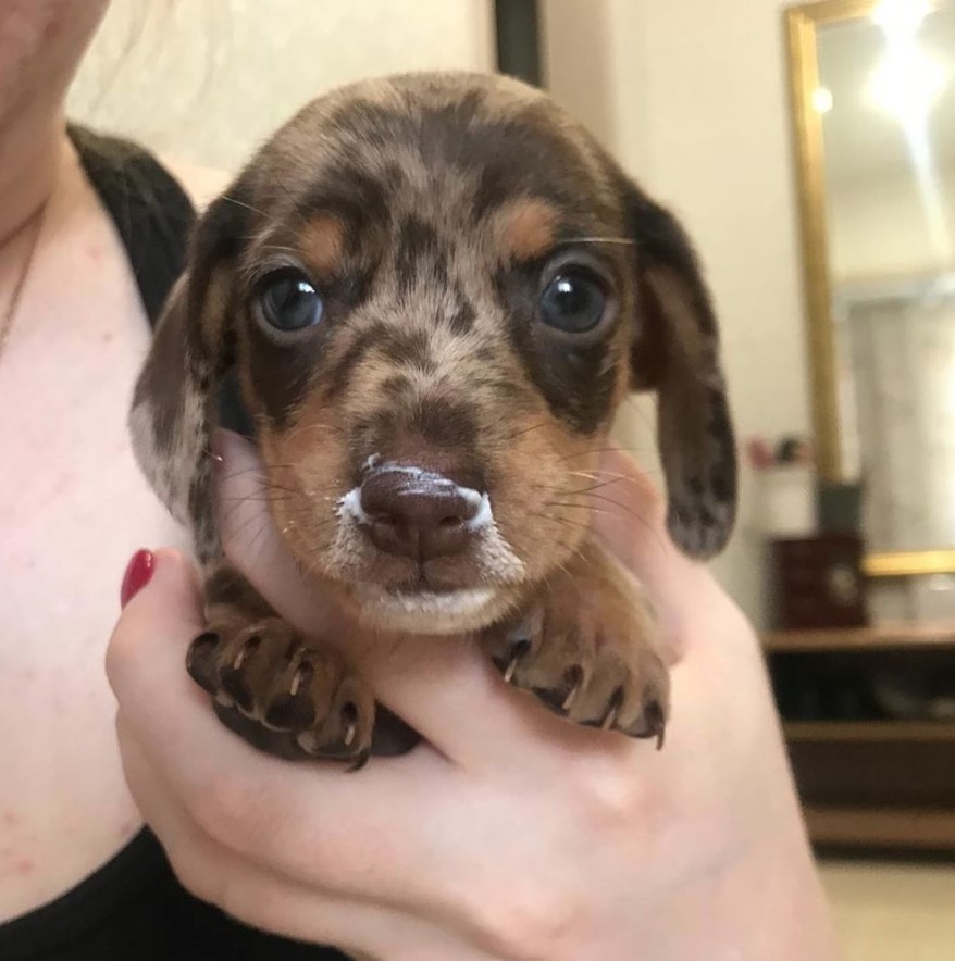 dapple Dachshund puppy on a woman's hand