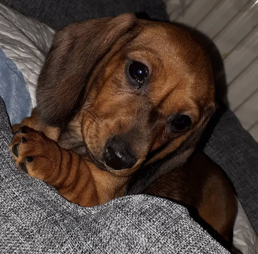 Dachshund puppy lying on the bed at night