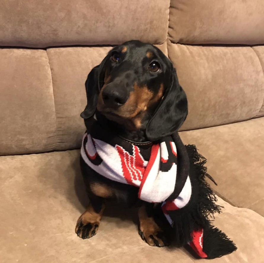 Dachshund wearing a scarf wile sitting on the couch and looking up with its heart melting eyes