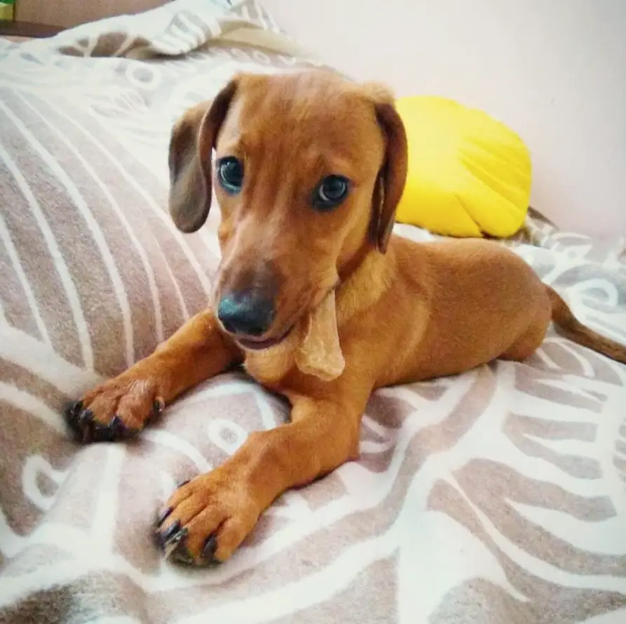 Dachshund on the bed with one treats in its mouth