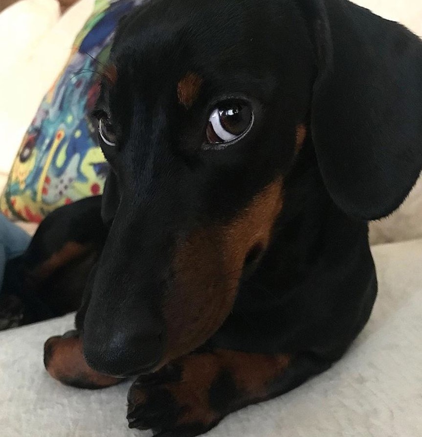 Dachshund lying on the while staring with its sweet face