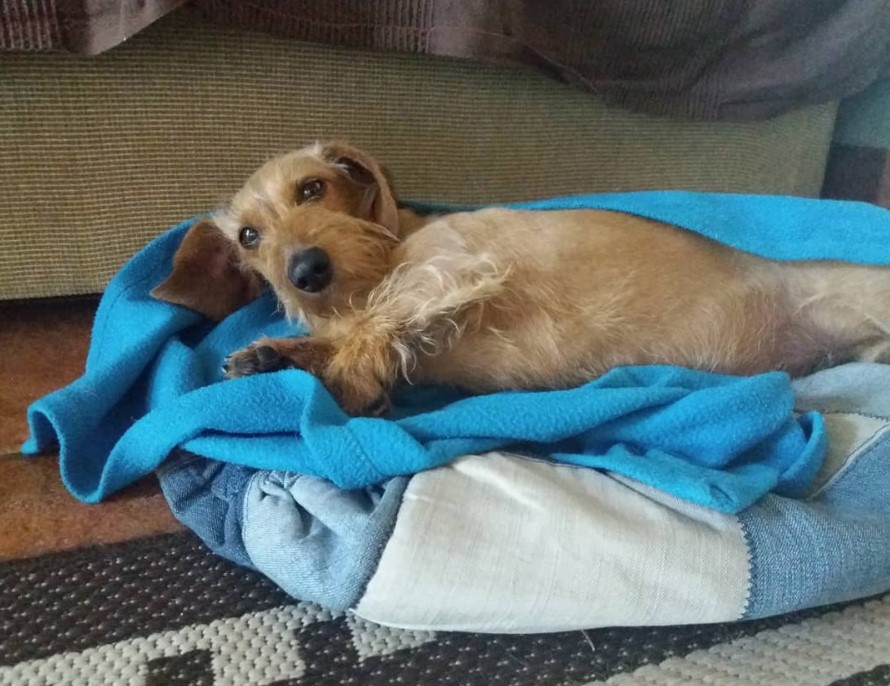 Dachshund lying on its bed