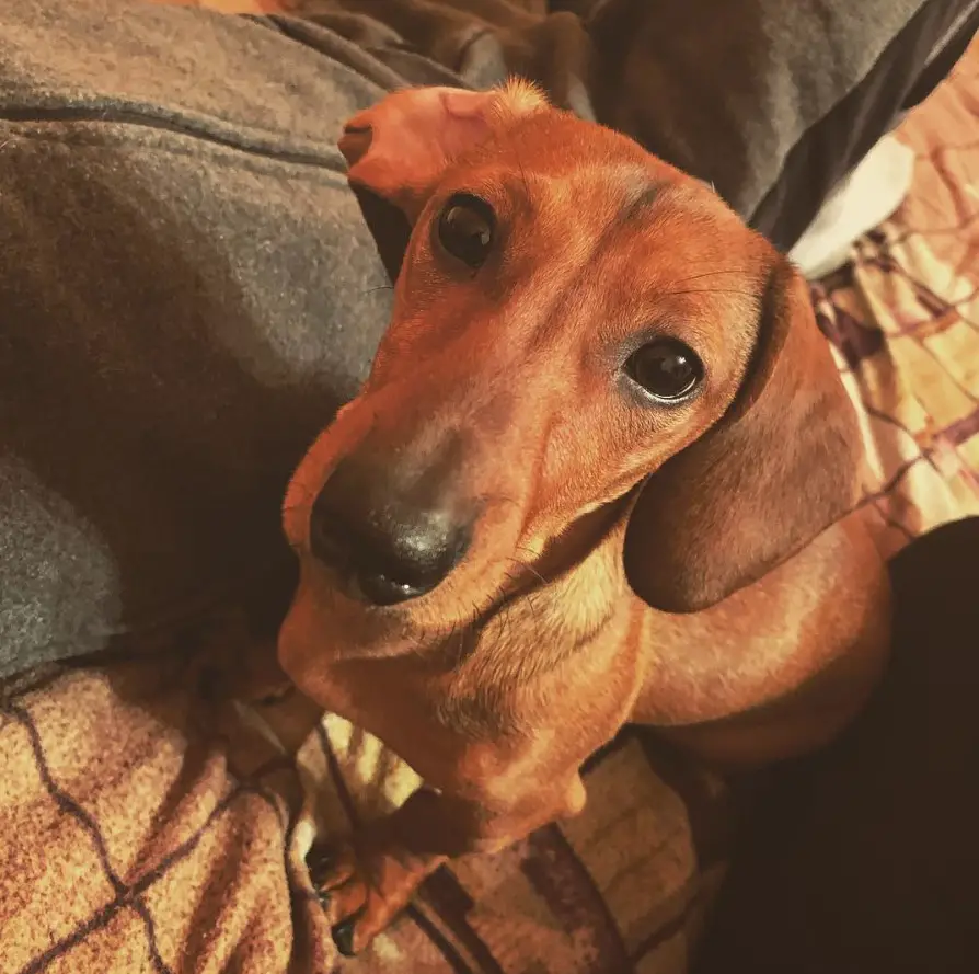Dachshund sitting on the couch